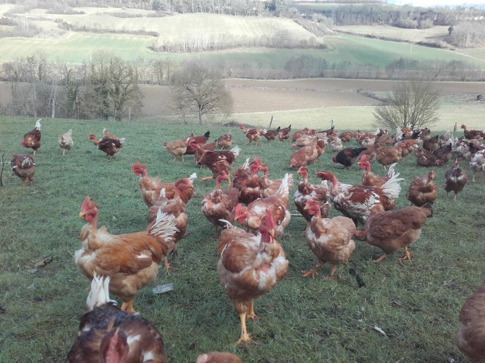 Elevage de poules Bel Air