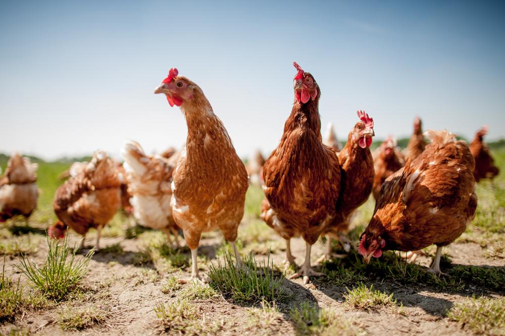 Vente de poulet près de Dordogne