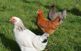 Poules Pondeuses Bel Air