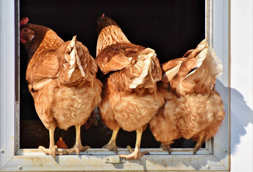 Vente de poules pondeuses près de Dordogne