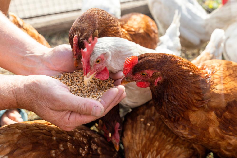 Élevage de poulet près de Dordogne